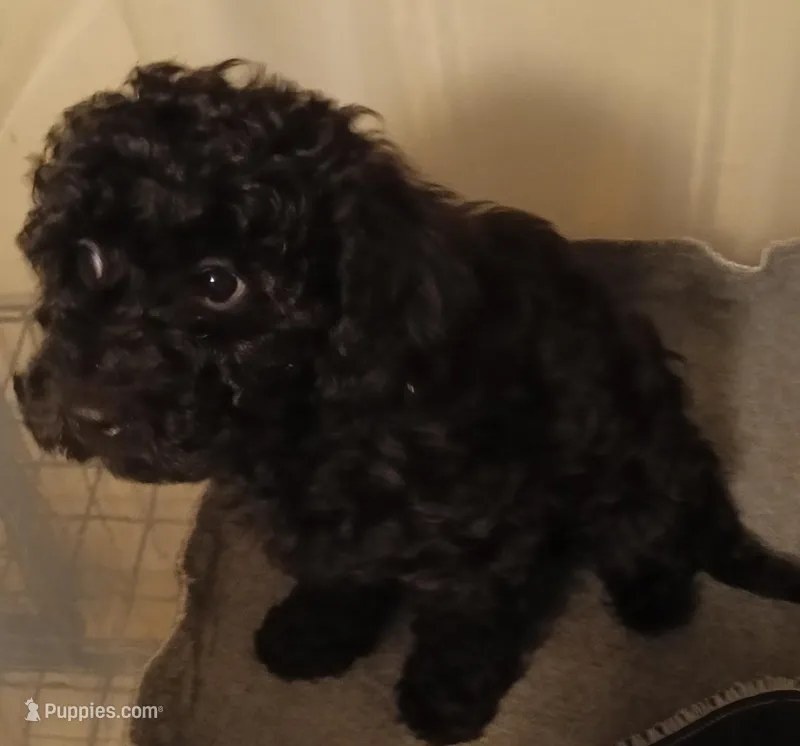 Thumper – Cavapoo, Poodle - Miniature  puppy for sale in East Providence, RI