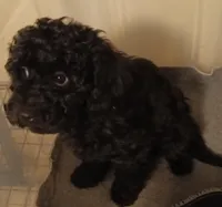 Thumper, a male Cavapoo and Poodle - Miniature  for sale in East Providence, RI – 1 of 1
