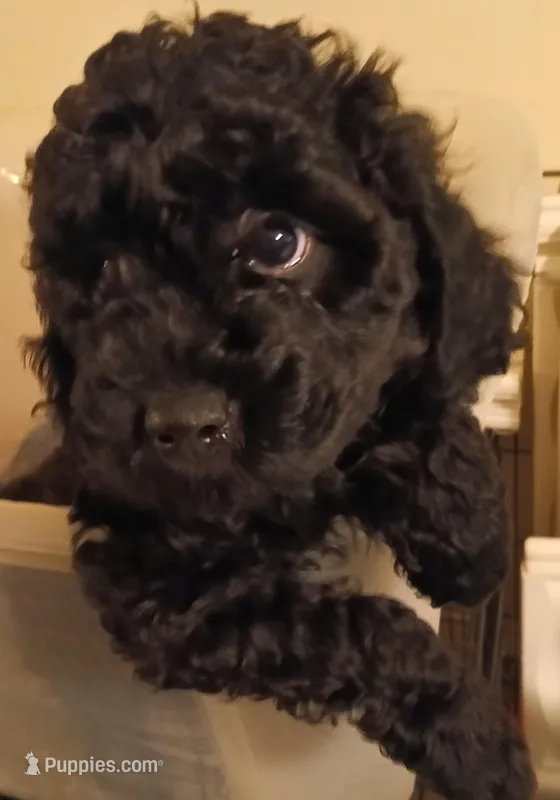 Thumper – Cavapoo, Poodle - Miniature  puppy for sale in East Providence, RI