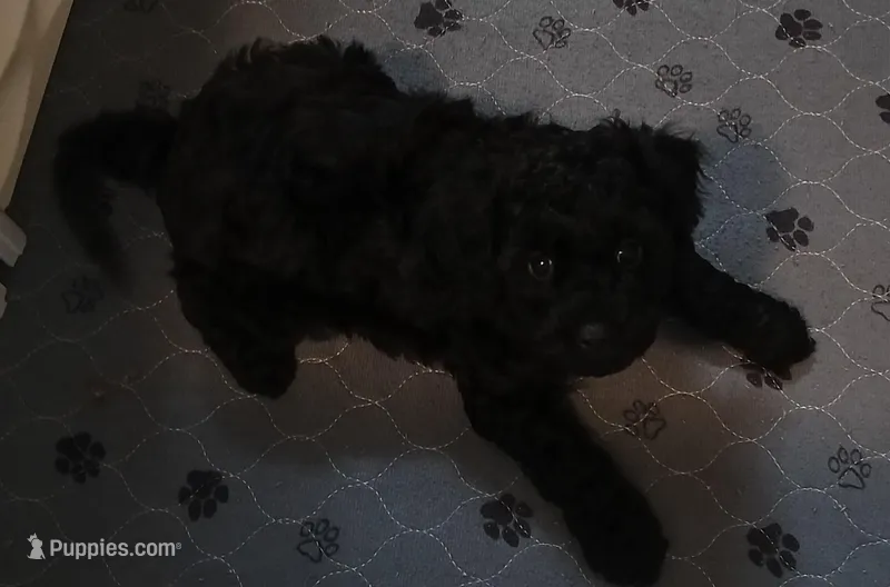 Thumper, a male Cavapoo and Poodle - Miniature  for sale in East Providence, RI – Photo 1 of 1