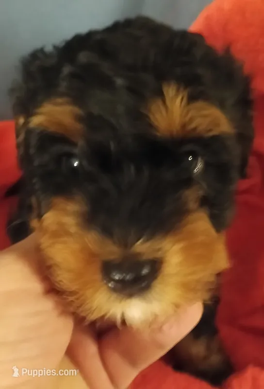 Leo – Cavapoo, Poodle - Toy  puppy for sale in East Providence, RI