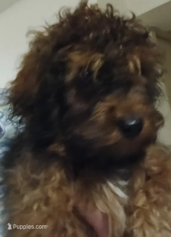 Violet – Cavapoo puppy for sale in East Providence, RI
