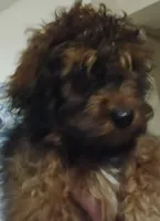 Violet, a female Cavapoo for sale in East Providence, RI – 1 of 1