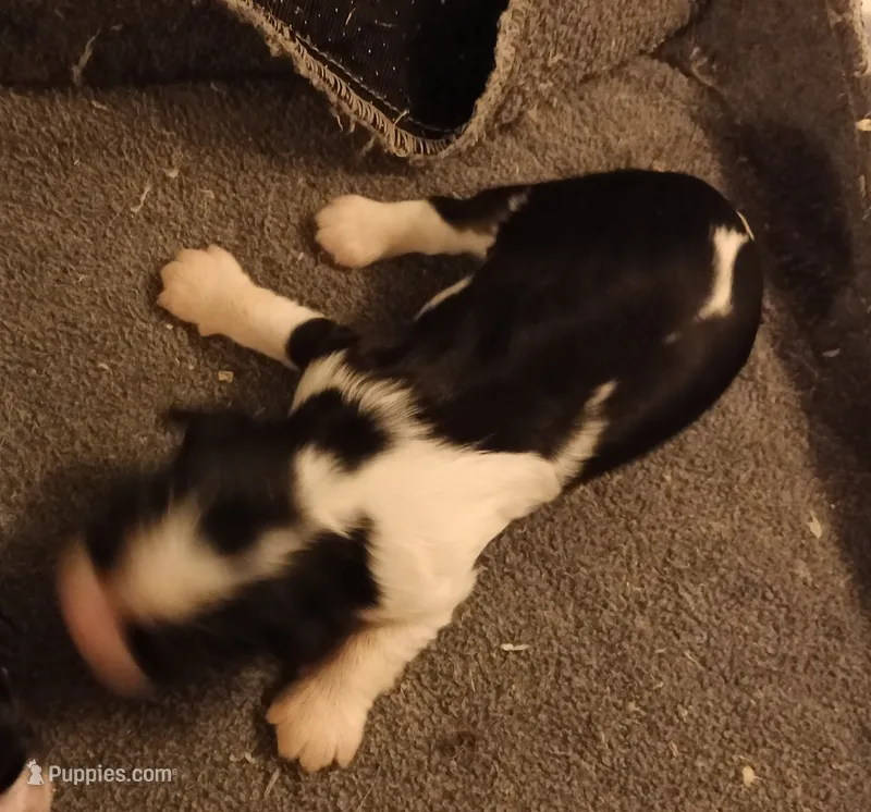 Girl one – Cavalier King Charles Spaniel puppy for sale in East Providence, RI