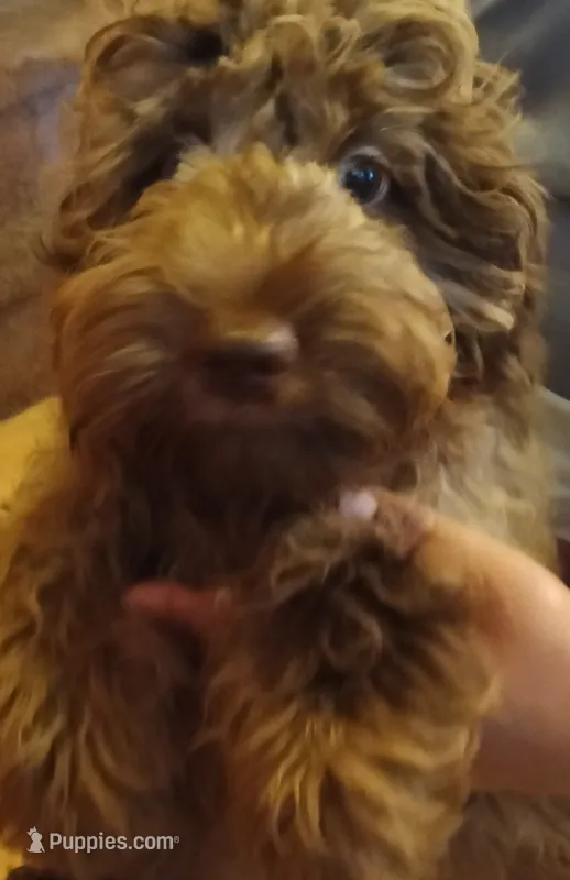 Cocoa – Cavapoo, Poodle - Miniature  puppy for sale in East Providence, RI