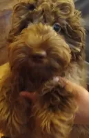 Cocoa, a female Cavapoo and Poodle - Miniature  for sale in East Providence, RI – 1 of 1