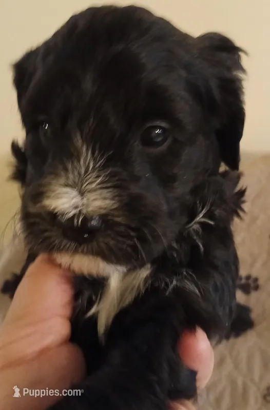 Jellybean – Cavapoo, Cavalier King Charles Spaniel puppy for sale in East Providence, RI