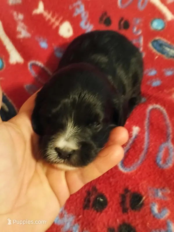 Girl 2 – Cavapoo, Cavalier King Charles Spaniel puppy for sale in East Providence, RI