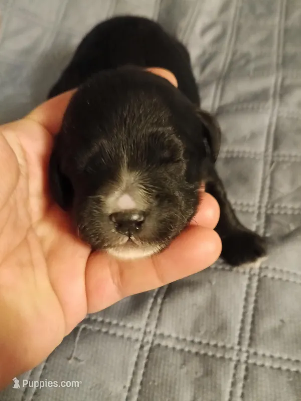 Girl 2, a female Cavapoo and Cavalier King Charles Spaniel for sale in East Providence, RI – Photo 1 of 1