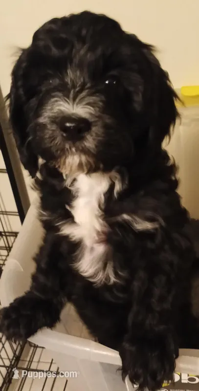 Jellybean – Cavapoo, Cavalier King Charles Spaniel puppy for sale in East Providence, RI