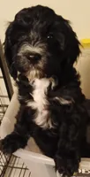 Jellybean, a female Cavapoo and Cavalier King Charles Spaniel for sale in East Providence, RI – 1 of 1