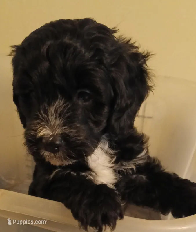 Jellybean – Cavapoo, Cavalier King Charles Spaniel puppy for sale in East Providence, RI