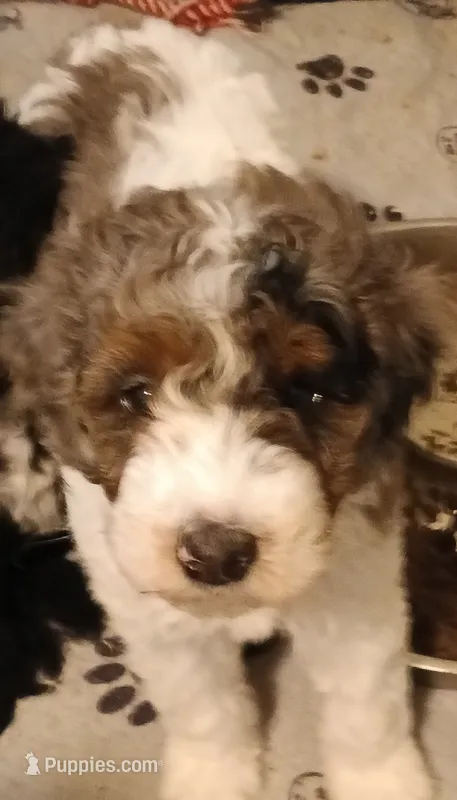 Boy three – Poodle - Miniature  puppy for sale in East Providence, RI