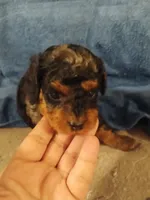 Daisy, a female Cavapoo and Cavalier King Charles Spaniel for sale in East Providence, RI – 1 of 1