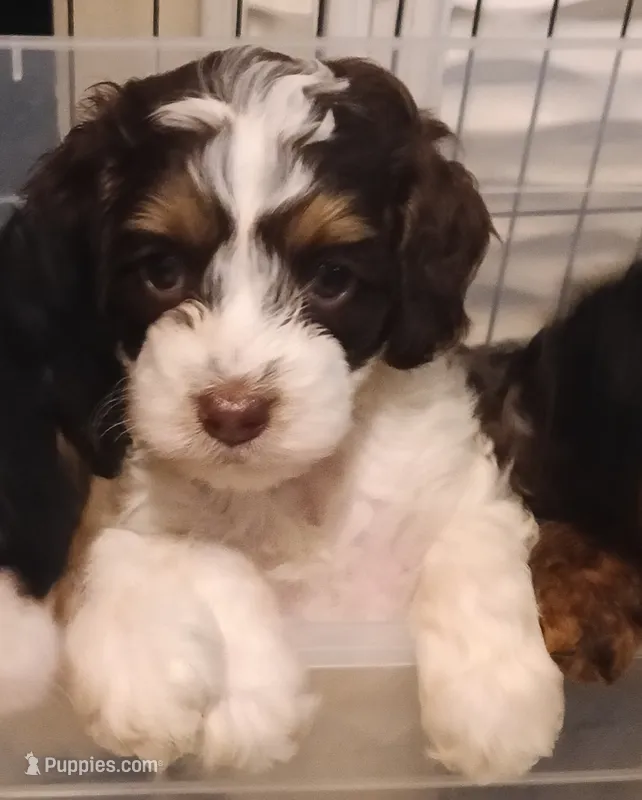 Milo – Cavapoo puppy for sale in East Providence, RI