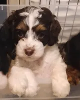 Milo, a male Cavapoo and Poodle - Miniature  for sale in East Providence, RI – 2 of 2