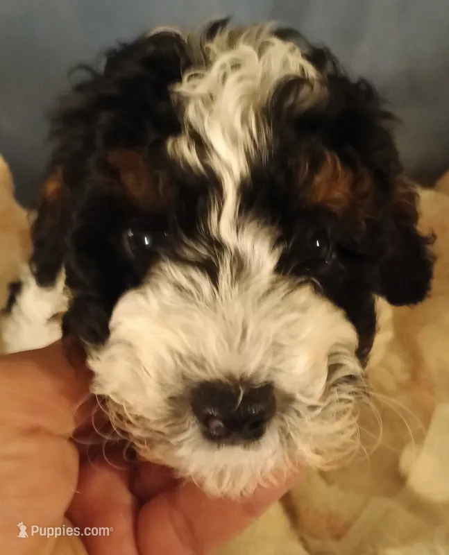Charlie – Cavapoo puppy for sale in East Providence, RI