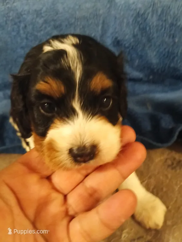 Bella – Cavapoo, Poodle - Miniature  puppy for sale in East Providence, RI