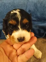 Bella, a female Cavapoo and Poodle - Miniature  for sale in East Providence, RI – 1 of 1