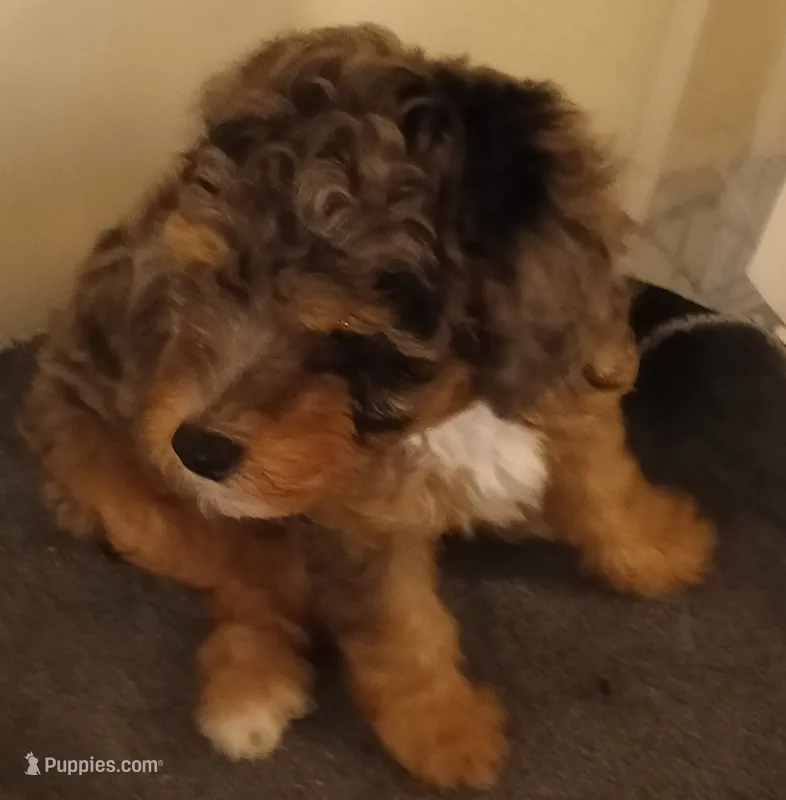 Boy two – Poodle - Miniature  puppy for sale in East Providence, RI