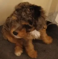 Boy two, a male Poodle - Miniature  for sale in East Providence, RI – 1 of 1