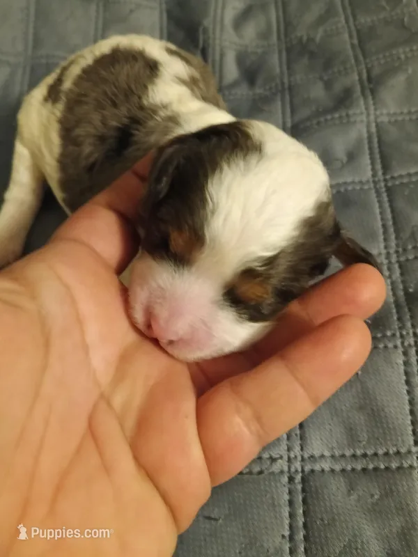 Girl 3, a female Cavapoo for sale in East Providence, RI – Photo 1 of 1