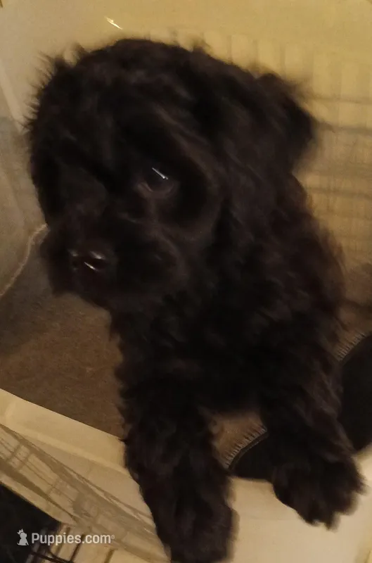 Peter – Cavapoo puppy for sale in East Providence, RI