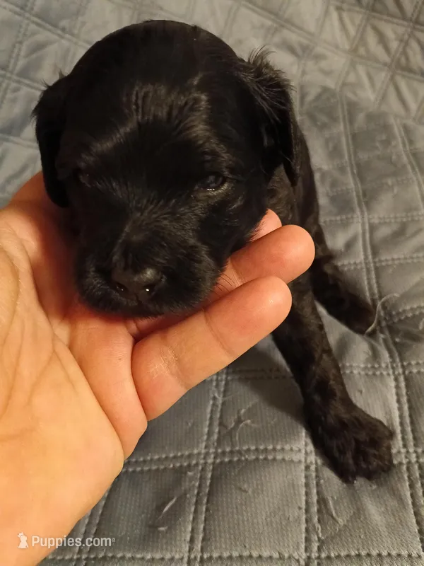 Boy three, a male Cavapoo for sale in East Providence, RI – Photo 1 of 1