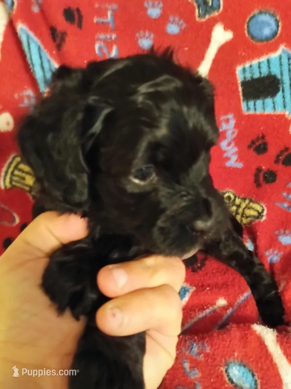 Boy three – Cavapoo puppy for sale in East Providence, RI