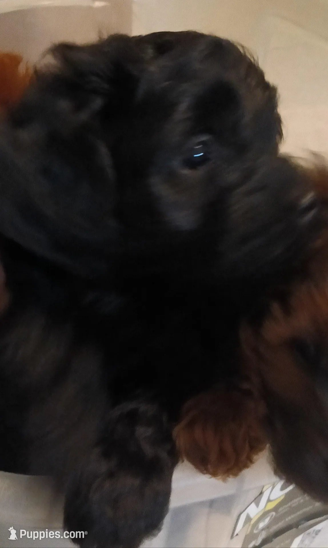 Peter – Cavapoo puppy for sale in East Providence, RI