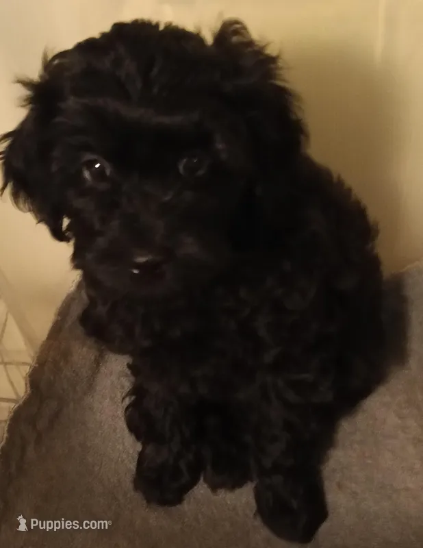 Peter – Cavapoo puppy for sale in East Providence, RI