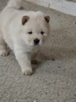 Cream Female, a female Chow Chow for sale in Mitchell, NE – 6 of 6