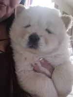 Cream Female, a female Chow Chow for sale in Mitchell, NE – 4 of 6