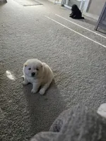 Cream Female, a female Chow Chow for sale in Mitchell, NE – 3 of 6