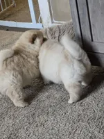 Cream Female, a female Chow Chow for sale in Mitchell, NE – 2 of 6