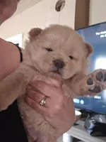 Blue Female, a male Chow Chow for sale in Mitchell, NE – 3 of 3