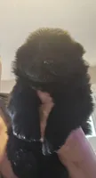 Black Male, a male Chow Chow for sale in Mitchell, NE – 2 of 4