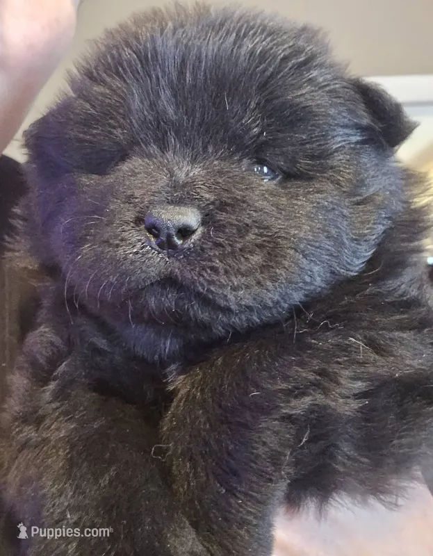 Black Male, a male Chow Chow for sale in Mitchell, NE – 1 of 4