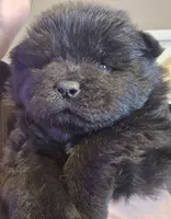 Black Male, a male Chow Chow for sale in Mitchell, NE – 1 of 4