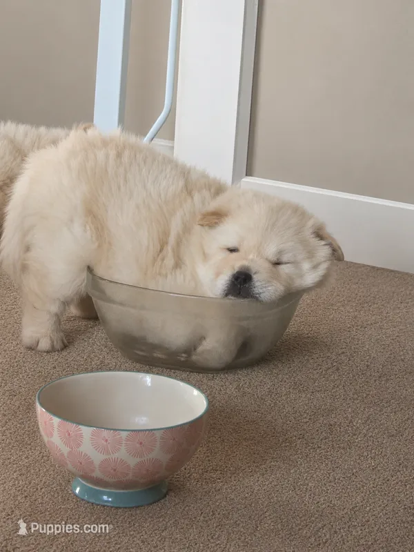 Cream Female – Chow Chow puppy for sale in Mitchell, NE