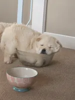 Cream Female, a female Chow Chow for sale in Mitchell, NE – 1 of 6