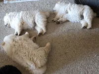 Cream Female, a female Chow Chow for sale in Mitchell, NE – 5 of 6
