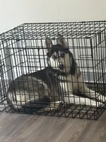 Billie, a female Australian Shepherd and Alaskan Husky for sale in Washington, DC – 4 of 4