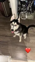 Billie, a female Australian Shepherd and Alaskan Husky for sale in Washington, DC – 2 of 4