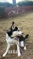Billie, a female Australian Shepherd and Alaskan Husky for sale in Washington, DC – 3 of 4