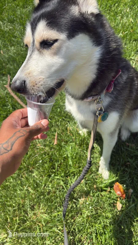 Billie – Australian Shepherd, Alaskan Husky puppy for sale in Washington, DC