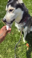 Billie, a female Australian Shepherd and Alaskan Husky for sale in Washington, DC – 1 of 4