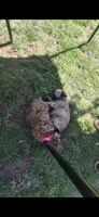 Baby Luna, a female Poodle - Miniature  for sale in Selma, CA – 4 of 4