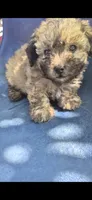 Toby , a male Poodle - Miniature  for sale in Selma, CA – 2 of 4