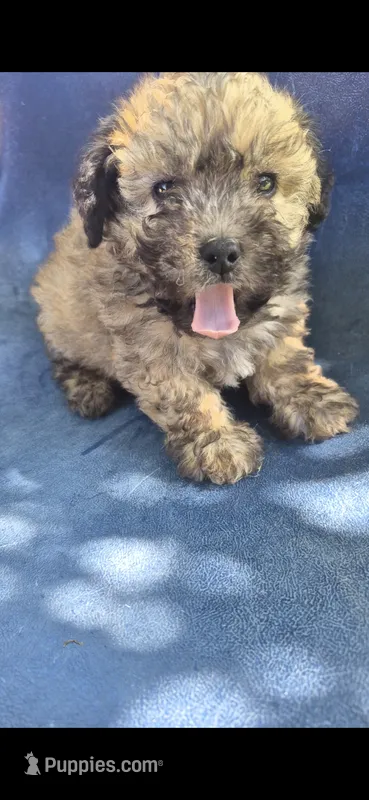 Toby  – Poodle - Miniature  puppy for sale in Selma, CA